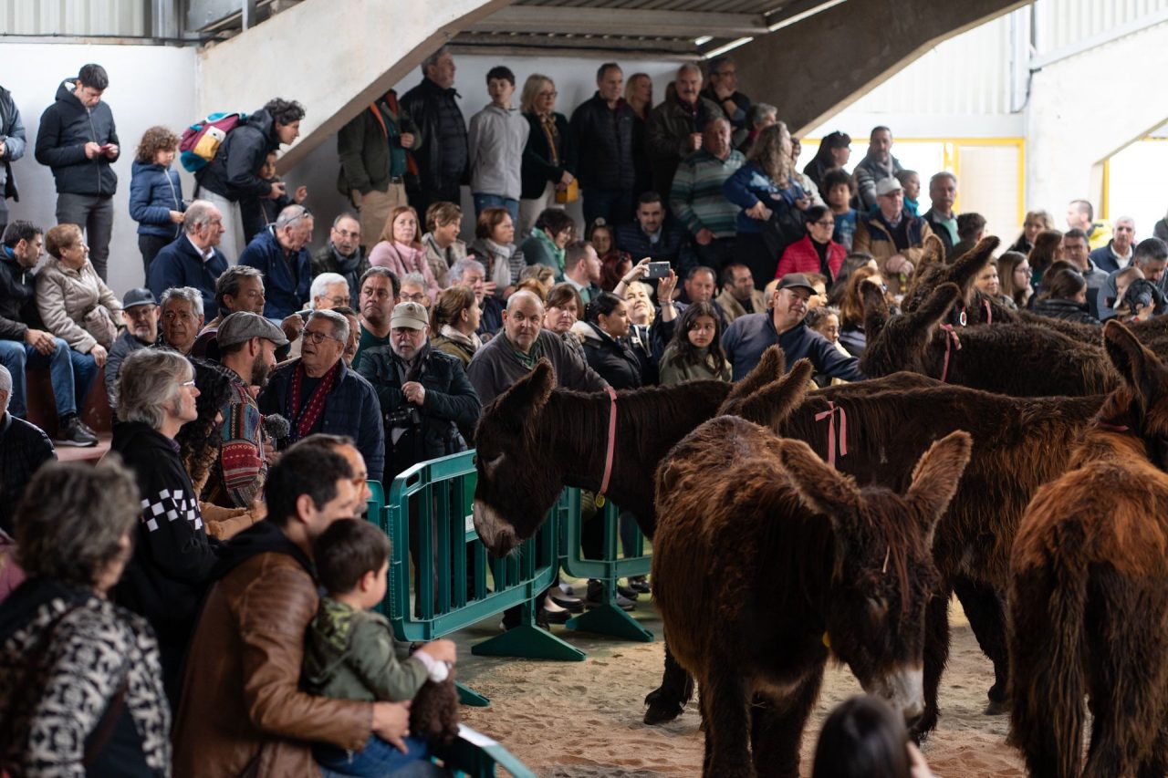 Ayuntamiento de San Vitero (Aliste-Zamora)  - Del 15 al 18 se celebrará la XII Edición de la feria del Burro