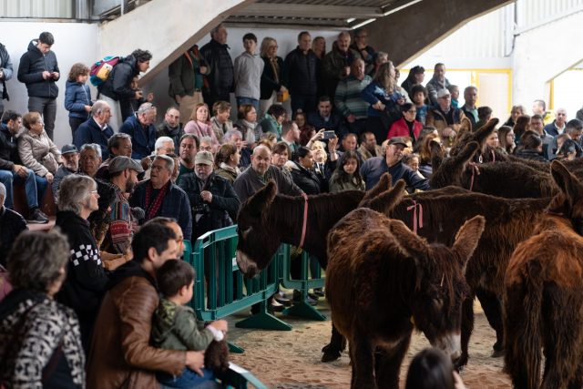 Ayuntamiento de San Vitero (Aliste-Zamora) - Del 15 al 18 se celebrará la XII Edición de la feria del Burro