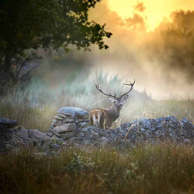 Ayuntamiento de San Vitero (Aliste-Zamora) - Star Forest Proyect