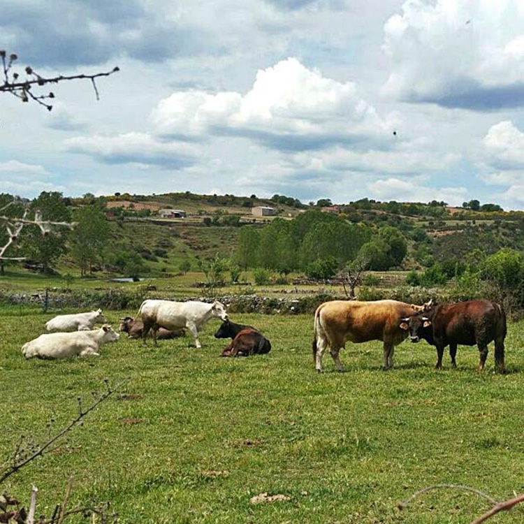 Vacas San Vitero (Zamora)
